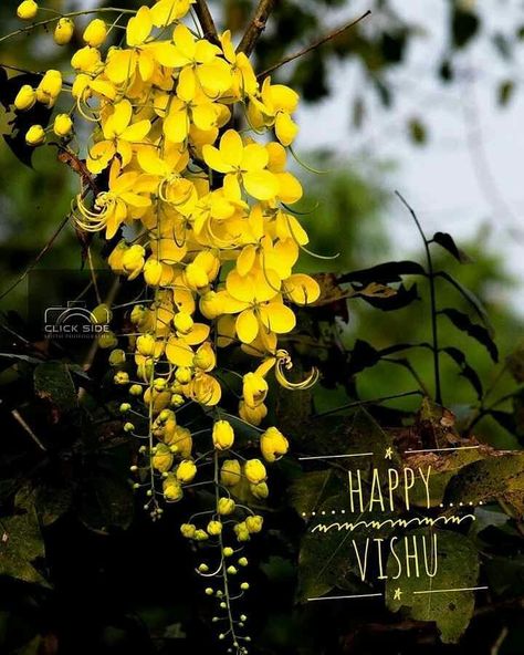 Vishu Images Hd, Vishu Wishes Images, Happy Vishu Images, Vishu Wishes, Vishu Images, Vishu Greetings, Happy Vishu, Happy New Year Pictures, Best Friend Pictures Tumblr