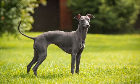 Italian Greyhound Italian Whippet, Egyptian Dog, Kelpie Horse, Good Morning Dog, God Dog, Egyptian Desert, Dog Profile, Basenji Dog, Italian Greyhound Dog