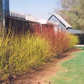 Click to view a full-size photo of Yellow Twig Dogwood (Cornus sericea 'Flaviramea') at Weston Nurseries Dogwood Hedge, Cornus Sericea, Yellow Twig Dogwood, Dundas Ontario, Twig Dogwood, Lakeside Cottage, Country Gardens, Full Size Photo, Urban Homesteading