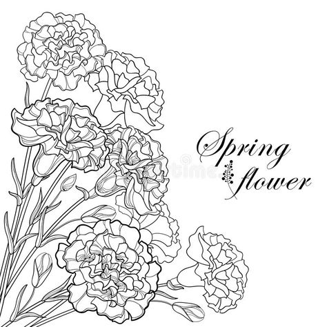 Vector corner bouquet with outline black Carnation or Clove flower, bud and leaf isolated on white background. Ornate carnation for greeting spring design royalty free illustration Carnation Drawing, Clove Flower, January Flower, Carnation Bouquet, Mums Flowers, Flower Outline, Art Studio At Home, Carnation Flower, Spring Design