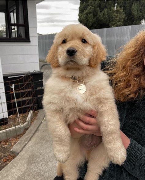 Blonde Golden Retriever, Miniature Golden Retriever, Golden Retrievers, Make Me Smile, Fur Babies, Golden Retriever, Cute Dogs, Cute Animals, Blonde