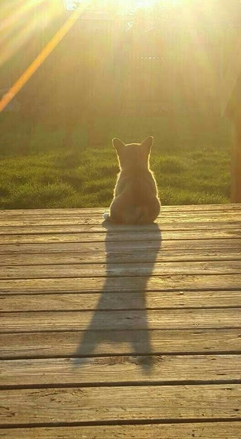 corgi sits on deck alone Corgi Puppy, Cute Corgi, Pembroke Welsh Corgi, Corgi Dog, Welsh Corgi, Cute Creatures, Small Dog, 귀여운 동물, Animals Friends