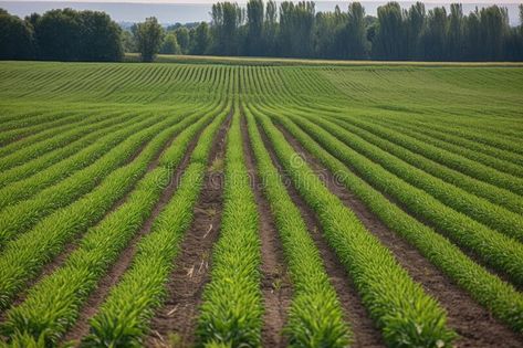 Genetically modified crop field, with rows of crops in various stages of growth and development royalty free stock image Environment Study, Stages Of Growth, Crop Field, Growth And Development, Genetically Modified, Max Mara, Biology, Stock Images Free, The Row