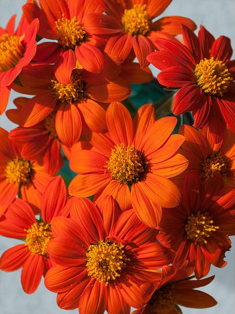 Mexican Sunflowers - by konaboy Story Concepts, Mexican Sunflower, Home Plants, Fleur Orange, Orange You Glad, Plant Aesthetic, Orange Aesthetic, Love Garden, Flower Beauty