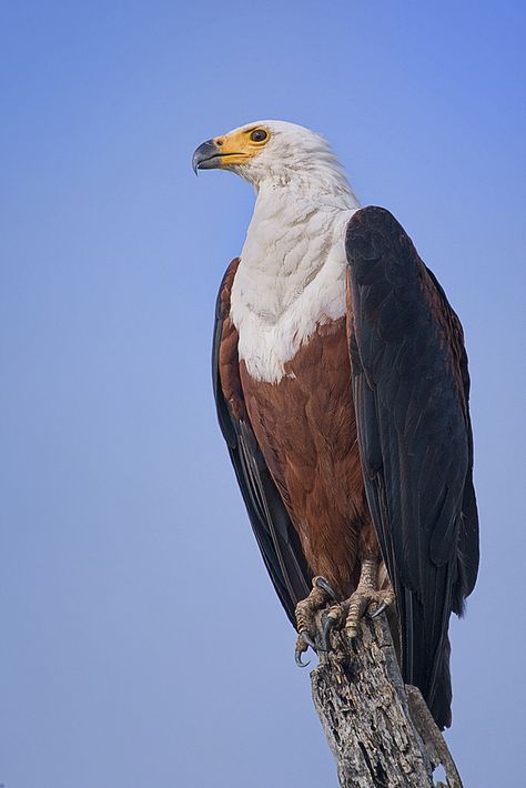 African Fish Eagle - Raptor portrait - Is the national bird of Zimbabwe & Zambia, Africa Hawk Wallpaper, Hawk Aesthetic, African Fish Eagle, Fish Eagle, Zambia Africa, Wallpaper Animals, Tattoo Bird, Eagle Drawing, Boho Birds