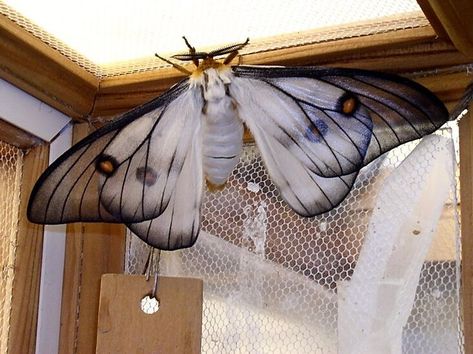 Black Waved Flannel Moth, Ghostly Silk Moth, Cool Moths, Fluffy Moths, Moth Dragon, Rarest Animals, Pretty Moths, Flannel Moth, Types Of Moths