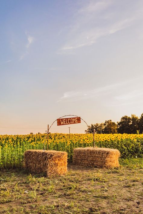 Are you looking to add sunflower fields to your summer bucket list? This field in Michigan is dedicated to spreading joy through their flowers. There is no entry fee, but there is a donation box and the farm kindly asks that you pay it forward to help them maintain the beauty they share. They also recently added a U-pick station for those wanting to bring some summer sunshine into their homes! And as all places, please be sure to be respectful of the flowers and fields by sticking to the trails. Sunflower Picking, Farmhouse Life, Sunflower Farm, No Entry, Homestead Ideas, Donation Box, Sunflower Field, Summer Bucket List, Summer Sunshine