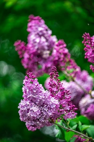 Exploring the Deep Spiritual Meaning of Lilacs | Spiritual Meanings Common Lilac, Spiritual Lessons, Ancient Celts, Flower Meanings, Language Of Flowers, Lilac Flowers, Spiritual Meaning, Just Beautiful, Spiritual Connection