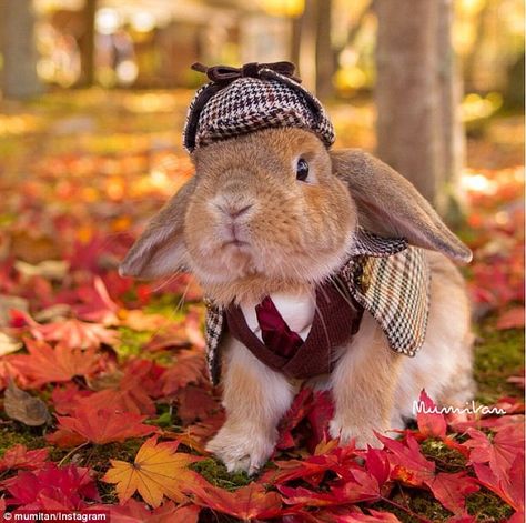 Detective bun: Snaps of PuiPui show him dressed up in an array of creative costumes - from Sherlock-inspired get-ups (pictured) to a corporate look complete with a tie and glasses Animal Dress Up, Bunny Pictures, Pet Bunny, Pet Day, Baby Bunnies, Pet Costumes, Sweet Animals, Cute Little Animals