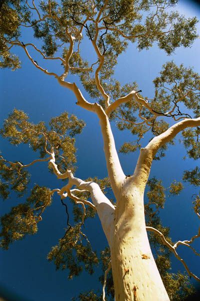 Landscape Studies, Wise Tree, Australia Landscape, Australian Trees, Gum Tree, Painting References, Pagan Art, Australian Bush, Living Art