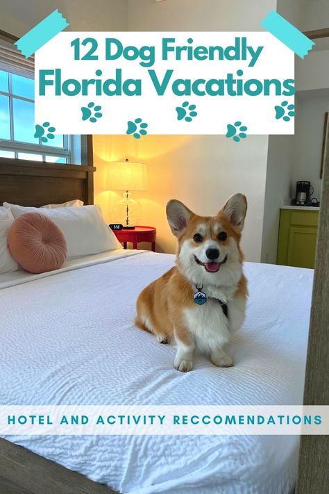 Florida Vacation Destinations, Florida Getaways, Road Trip With Dog, Florida Vacation Spots, Florida Beaches Vacation, Florida Family Vacation, Dog Friendly Vacation, Florida Getaway, Pet Friendly Vacations