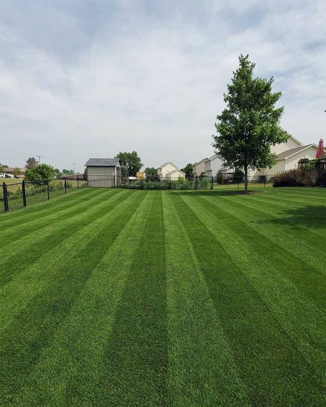 Marvel at the lush, green carpet of Kentucky Bluegrass in this image. Perfect for homeowners seeking a resilient lawn. Kentucky Bluegrass Lawn, Best Grass Seed, Grass Types, Tall Fescue, Types Of Grass, Grass Type, Green Lawn, Green Carpet, Grass Seed