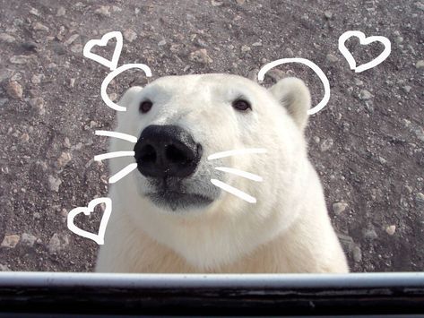 Polar Bear Fursona, Silly Bears, Bear Pfp, Polar Bear Face, Coca Cola Bear, Bear Gif, Baby Polar Bears, Cute Polar Bear, Ice Bears