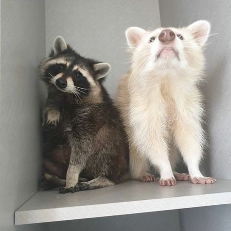 Pet Raccoon, Animal Images, Cute Raccoon, Raccoon Funny, Trash Panda, Pretty Animals, Silly Animals, Cute Wild Animals, Racoon