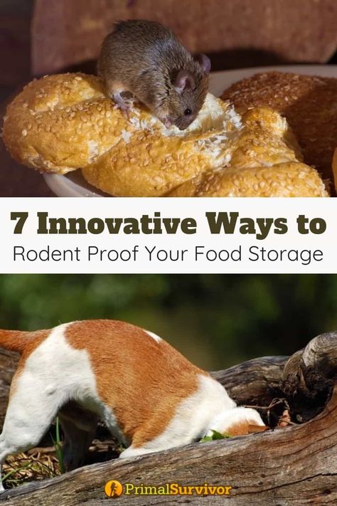 Mouse proof your emergency food storage with these 7 quick and easy methods. #emergency #foodstorage #rodentproof #tips #primalsurvivor Mice Prevention, How To Deter Mice, Home Skills, House Schedule, Prepper Food, Emergency Preparedness Food Storage, Potato Storage, Vegetable Bin, Purify Water