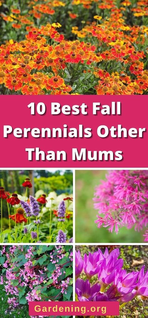 Zone 4 And 5 Perennials, Fall Perennial Flowers, Climbers Plants, Fall Planting Perennials, Fall Gardening Ideas, Fall Garden Ideas, Pnw Gardening, Perennial Garden Plans, Fall Flowers Garden