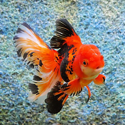 Whats the most popular goldfish we sell? - Windsor Fish Hatchery Online Salmon Pictures Fish, Oranda Goldfish Tank, Goldfish Breeds, Fish Reference Photo, Goldfish Photography, Oranda Fish, Pretty Goldfish, Cute Gold Fish, Pond Goldfish