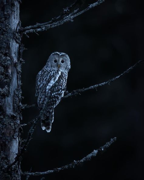 Andreas Danielsson photography on Instagram: “Ghost Tried to catch pygmyowl🦉 but pygmy too Quick... Ghost grumpy !! Strix uralensis Longexposure 2,5 sec 400mm 2.8FL 1,4 tc3 D850…” Owl Photography, Wildlife Photos, Witch Aesthetic, Birch Tree, Bird Photography, Bird Feathers, Deep Blue, Owls, Ghost