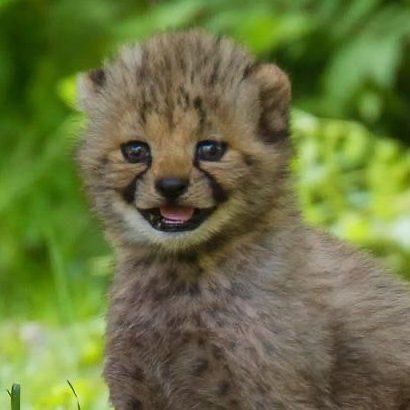 Cheetah Pictures, Baby Cheetahs, Animals Care, Silly Animals, Fluffy Animals, Cute Wild Animals, Cute Animal Videos, Cool Pets, Animal Planet