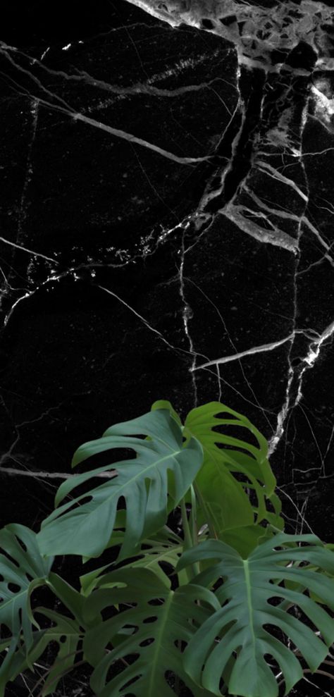 Black Marble X Plant - iPhone Background/Wallpaper Black Marble Wallpaper, Wallpaper Marble, Marble Iphone Wallpaper, Plant Background, Wallpaper For Iphone, Marble Wallpaper, Marble Background, Iphone Background Wallpaper, Black Marble