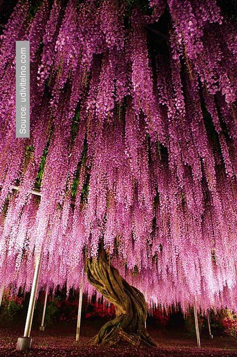 Surreal wisteria flower Wisteria Tree, Flowers Hanging, Nails Purple, Large Tree, Super Nails, Unique Trees, Purple Light, Flowering Trees, Beautiful Tree