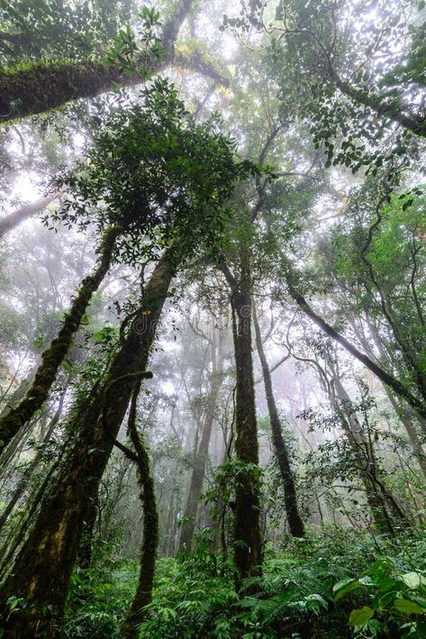 Rainforest at Doi Inthanon National Park in Chiang Mai, Thailand Stock Photo - Image of environment, forest: 62482096 Forest Rain, Doi Inthanon National Park, Abstract Animal Art, Thailand Photos, Chiang Mai Thailand, Big Tree, Tropical Rainforest, Nature Trail, Chiang Mai