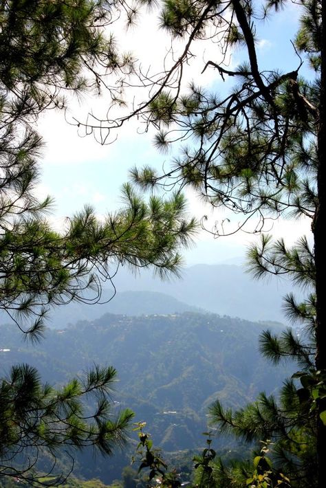 Baguio Pine Trees, Baguio Pictures, Baguio Wallpaper, Camp John Hay Baguio, Baguio Philippines Aesthetic, Baguio City Aesthetic, Baguio Aesthetic, Baguio City Photography, Baguio Philippines