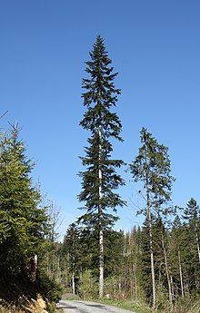 Northern Greece, Magic Accessories, Nature Studies, Silver Fir, Conifer Trees, Time Tattoos, Lush Garden, Pyrenees, Beautiful Tree