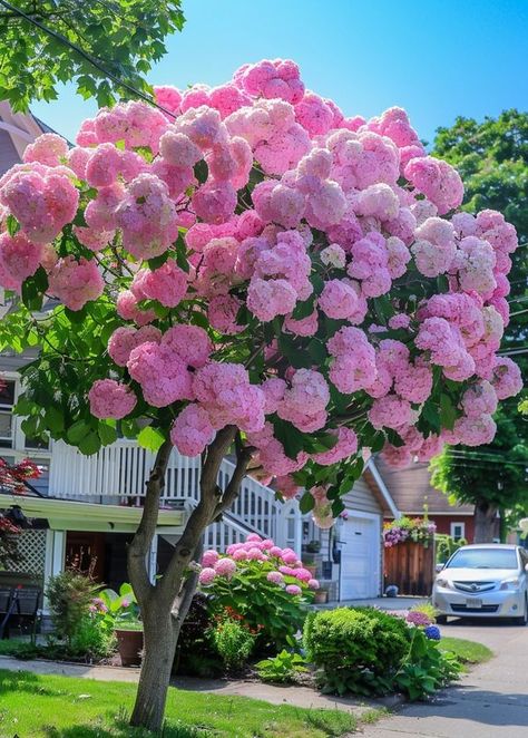 Pink And White Garden Ideas, Hydrangea Trees, Peony Farm, Hydrangea Tree, Peony Garden, Tree Peony, Rock Garden Plants, Front Yard Garden Design, Peonies Garden