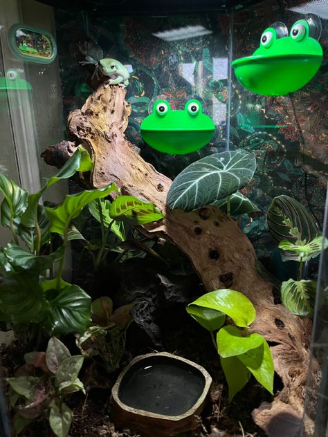 Green Tree Frog Enclosure, Green Tree Frog Terrarium, Pac Man Frog Enclosure, White Tree Frog Enclosure, Frog Tank Ideas, Frog Enclosure, Tree Frog Terrarium, Leopard Gecko Habitat, Uni House