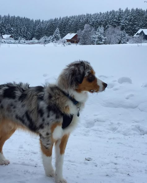 Australian Shepherd And Golden Retriever, Australian Shepherd Aesthetic, Australian Shepherd Border Collie, Australian Winter, Aussie Shepherd, Aussie Puppies, Australian Shepherd Puppies, Dream Pet, Aussie Dogs