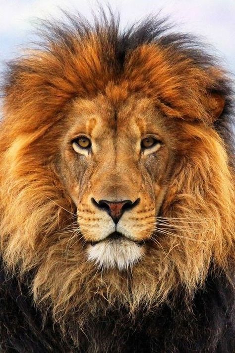 a majestic picture of a male lion with a large orange mane looking into the camera Male Lion, Lion Pictures, Lion Face, Lion Mane, Lion Art, Lion Of Judah, Cheetahs, Lion Tattoo, A Lion