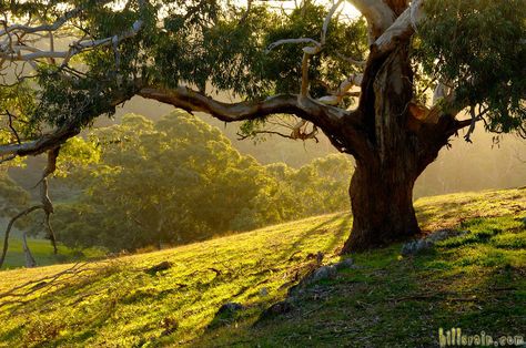 The Adelaide Hills | RE/MAX Hills & Country South Australia Australia Landscape Photography, Grassy Hill Aesthetic, Art Reference Landscape Photo, Landscape Photo Reference, Autumnal Landscape, Trees In Spring, Hilly Landscape, Nature Landscape Photography, Autumn Afternoon