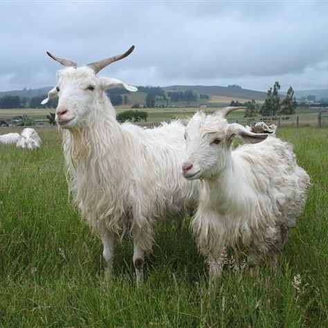 Happy Valentine's Day from cashmere goats . These are the tough animals where you get all the love and warm behind your cashmere products. . . . . . . #happyvalentinesday #happyvalentines #cashmeregoat #cashmere #slowfashion #cold #february #february14 #sustainablefashion #pashmina #love #nepal #mongolia #kashmir #himalaya #textile #animalfiber #fashionrevolution #whomadeyourclothes #whomadeyourfiber #goat2fashion Textile Animals, Fiber Animals, Cashmere Goat, Animals With Horns, Goat Care, Raising Goats, Fuzzy Wuzzy, Cute Lamb, Cute Goats