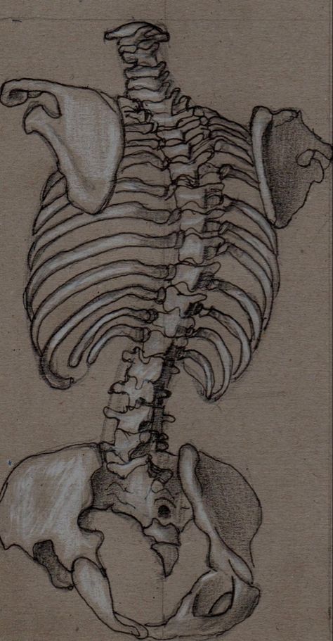 Bone Drawing Aesthetic, Anatomy Astethic, Sketch Astethic, Skull Astethic, Rib Cage Drawing, Spine Drawing, Bone Drawing, Decay Art, Advanced Higher Art