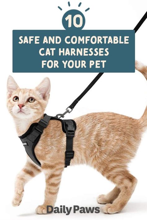 Best Cat Harness, Different Types Of Cats, Cat Walking, Adventure Cat, Cat Body, Cat Leash, Cat Essentials, Types Of Cats, Pet Gear