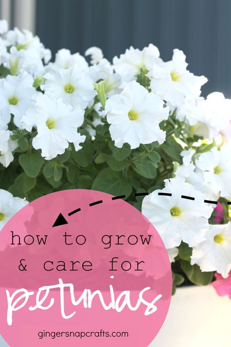 How to Grow Alaskan Flowers, Petunia Planter, Diy Cedar Planter Box, Diy Flower Garden, Petunia Care, Vinyl Gift Ideas, Flowers For Shade, Good Morning Happy Tuesday, Dog Friendly Garden