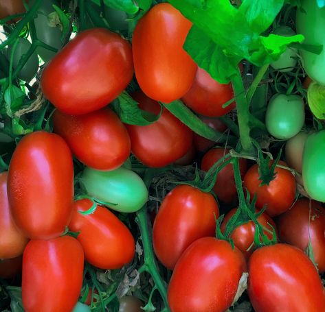 Bring on the summer swelter! Shelby’s extensive disease package helps to ensure a great harvest under all kinds of pressure. The extra-large fruit are firm and bright red, while the determinate plants are hardy, compact, early, and yield well even in the toughest summer conditions. Shelby fruits are San Marzano – reminiscent, an elongated barrel-shape and store well before and after harvest. Garden Cooking, Plant Varieties, Vegetable Garden For Beginners, Tomato Seeds, Grow Your Own Food, Veggie Garden, Unique Recipes, Gardening For Beginners, Growing Vegetables