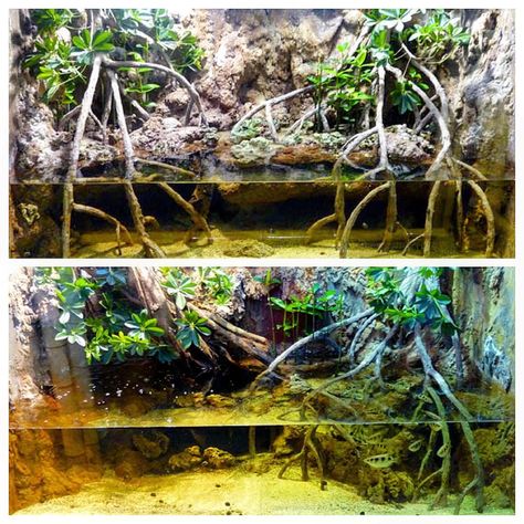 Mangrove Fish Tank, Reptile Zoo Exhibit, Mudskipper Tank, Mangrove Aquarium, Boa Enclosure, Paludarium Ideas, Zoo Exhibit, Terrarium Inspiration, Aquarium Inspiration