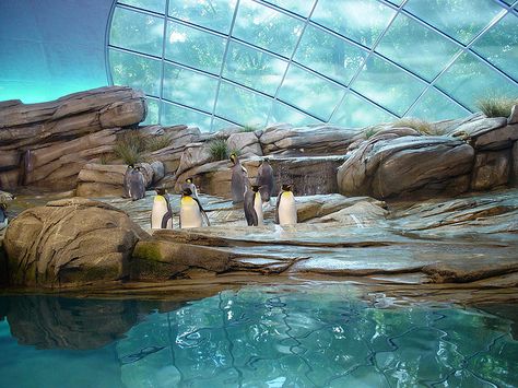 8 Biggest Zoos in the World Zoo Decor, Zoo Project, Zoo Architecture, Columbus Zoo, Toronto Zoo, African Plains, Zoological Garden, Promise Me, Bronx Zoo