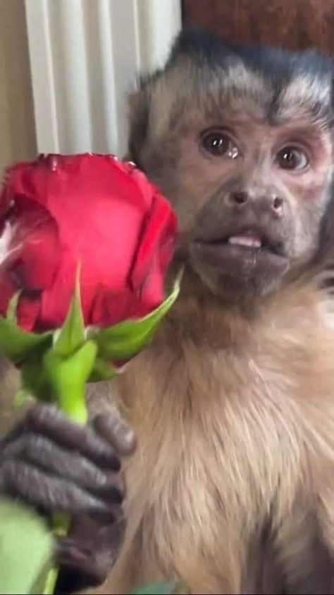 Monkey Holding Flower, Cute Monkey Aesthetic, Emo Monkey, Mexican Monkey, Monkeys In Love, Monkeys Cute, Monkey Pfp, Funny Monkey Pictures, Cool Monkey