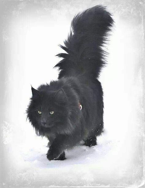 Black Norwegian Forest Cat, Medieval Feast, Magical Beings, Söt Katt, Image Chat, Norwegian Forest, Forest Cat, Norwegian Forest Cat, A Black Cat