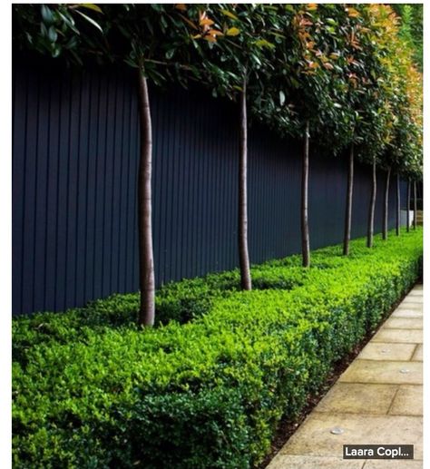 Amazing clipped shrubs and trees in front of dark grey fence Grey Fences, Blue Fence, Fencing Ideas, Types Of Fences, Fence Landscaping, Modern Fence, Fence Ideas, Backyard Fences, Garden Landscape Design