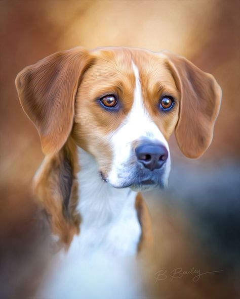 English Foxhound, Dog Breed Art, Dog Breeds Pictures, Medieval England, The Fox And The Hound, Dog Images, Dog Drawing, Primates, Dog Photography