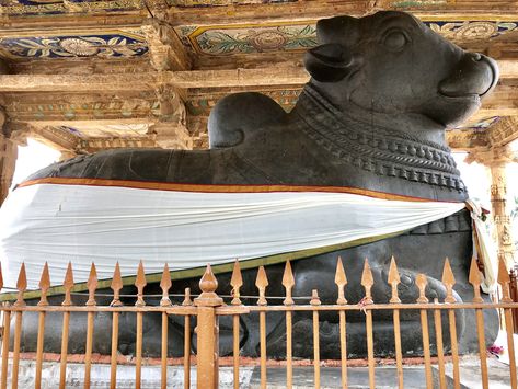 A huge and magnificent Nandi in his own little arena. ‎Brihadisvara Temple complex, Tanjore (Thanjavur), Tamil Nadu, India Nandi Photos, Brihadisvara Temple, Pinterest Images, Tamil Nadu, Buddha Statue, Temple, Statue, India, Quick Saves