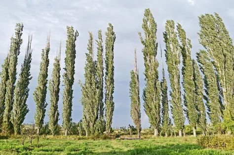 From urban lots to grand allees, Swedish columnar aspen (Populus tremula "Erecta") offers fast growth and striking vertical form. Hardy in U.S. Department of Agriculture plant hardiness zones 2 through 5, the tree matures near 50 feet in height and 10 feet or less in width. Branches run nearly... Swedish Columnar Aspen, Populus Tremula, Aspen Landscaping, Curb Appeal Garden, Poplar Tree, Columnar Trees, Aspen Tree, Hardiness Zones, Tree Of Life Tattoo