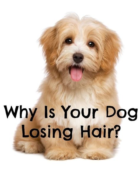 Why is your dog losing hair? Could be for several different reasons. Learn more about dog hair loss and when to be concerned, plus tips to stop it. Dog Losing Hair, Puppy Kit, Dog Hairstyles, Regrow Hair Naturally, Losing Hair, Hair Detox, Dog Health Tips, Male Pattern Baldness, Pattern Baldness