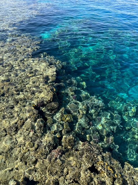 Beautiful coral reefs of the Red Sea in Sharm el-Sheikh Egypt Moodboard, Sharm El Sheikh Egypt, Classic House Design, The Red Sea, Sharm El Sheikh, Coral Reefs, Red Sea, Classic House, Coral Reef