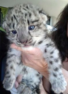 Baby White Tiger Aesthetic, Cute Tiger Cubs, Baby Tigers, Baby Snow, Leopard Cub, Cute Small Animals, Baby Leopard, Cute Animals Puppies, Pretty Animals