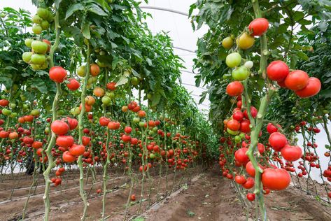 Greenhouse Tomatoes, Tomato Farming, Future Farms, Garden Crafts Diy, Diy Greenhouse, Food Forest, Greenhouse Gardening, Garden Crafts, Container House